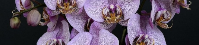 Las orquídeas y sus cuidados básicos